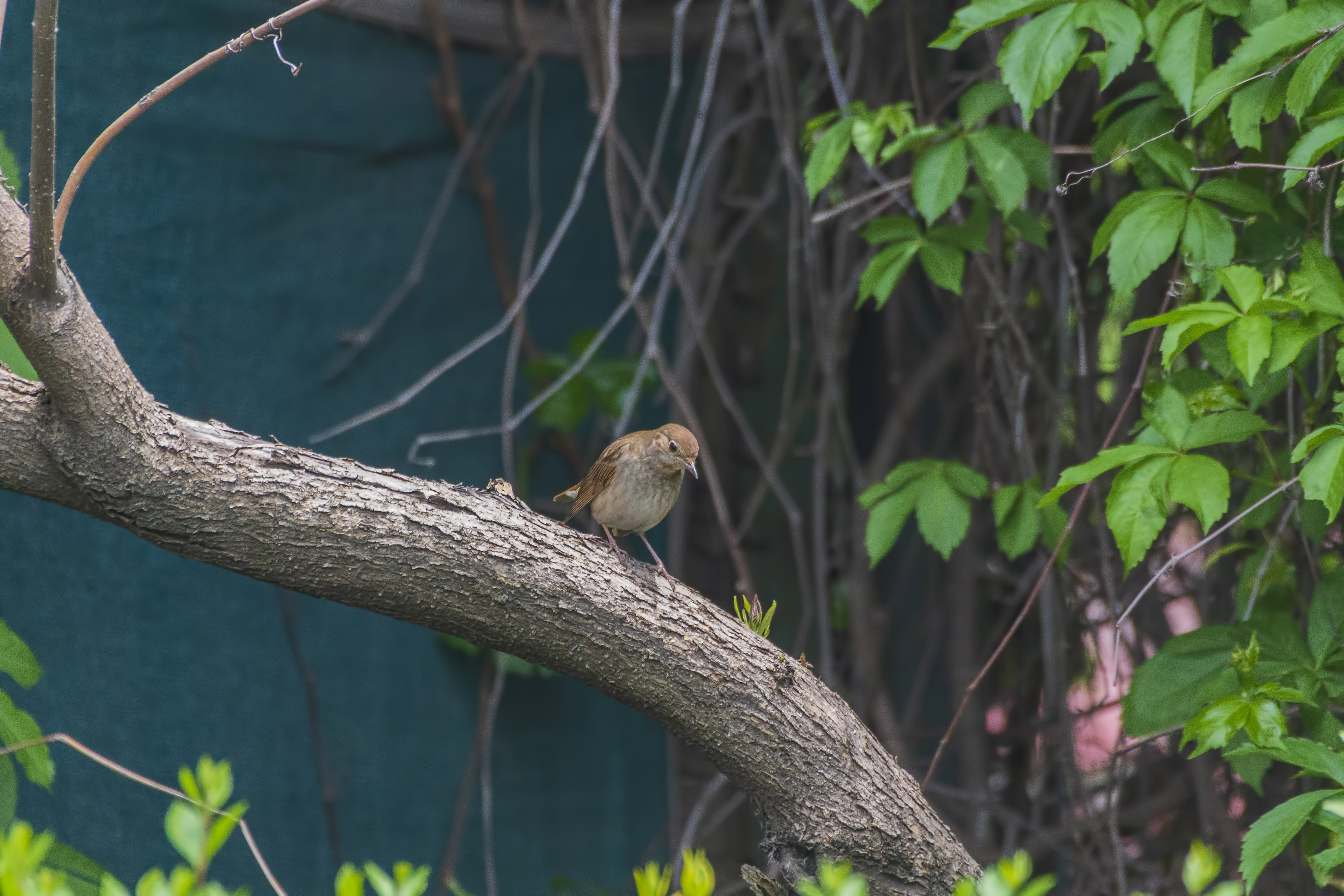 Thrush Nightingale